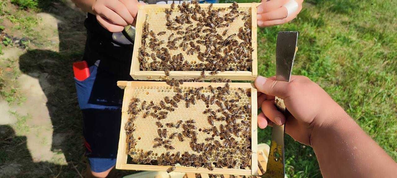Унікальні бджолині матки Карпатської породи, Бескид та Синевир!