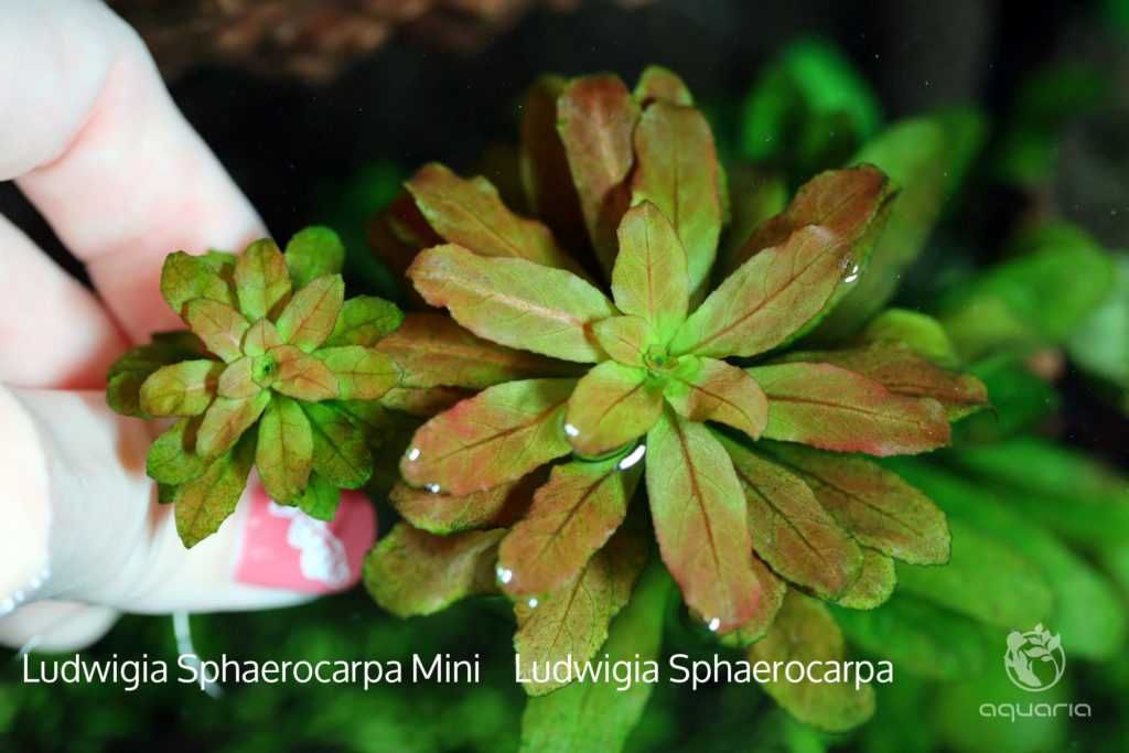 Ludwigia Sphaerocarpa mini rzadkości Rarytas do Nano