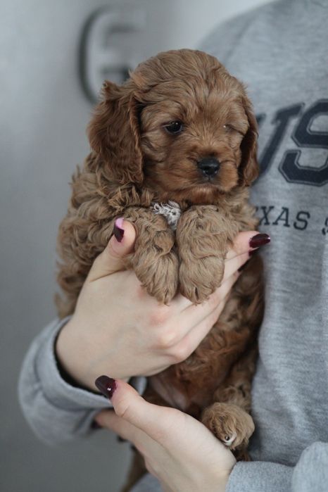 ***Śliczny Cavapoo**