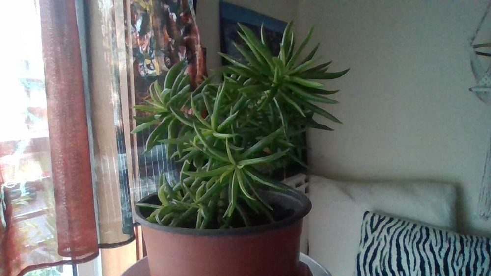 Vasos com ARBUSTO Suculenta SENECIO - planta que dá flores amarelas