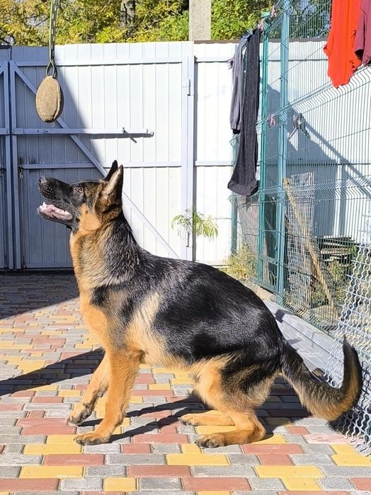 Підрощена дівчинка 6 місяців