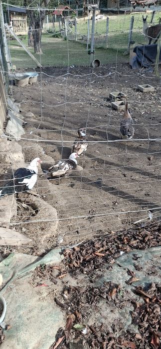 Sprzedam 3 kaczki francuskie i gesior garbanosy