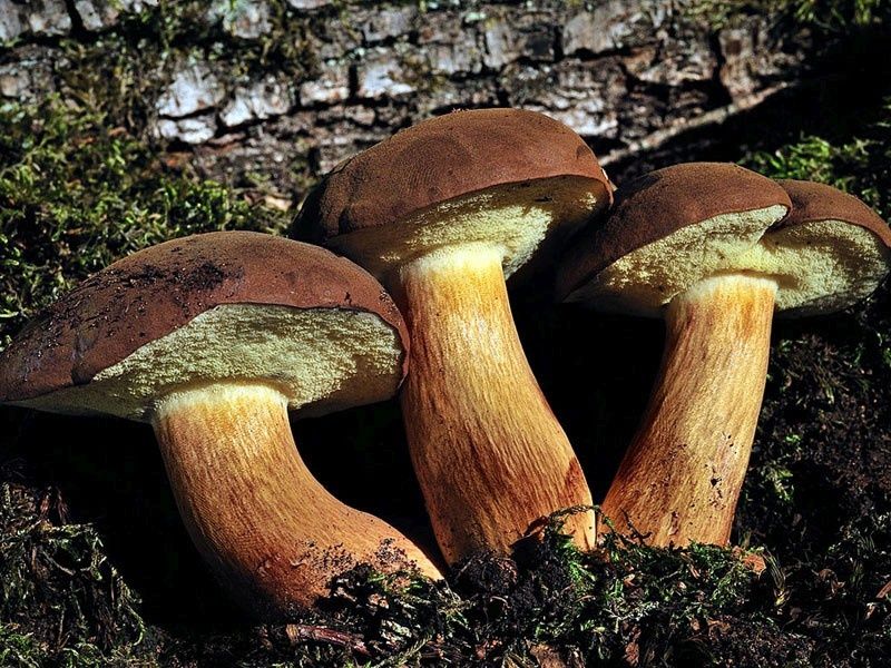 Сушений Польский білий гриб ,польский гриб сушений.мариновані