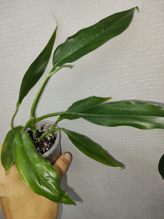 Філодендрон радіатум ред андерсон гігантеум сіам санрайз