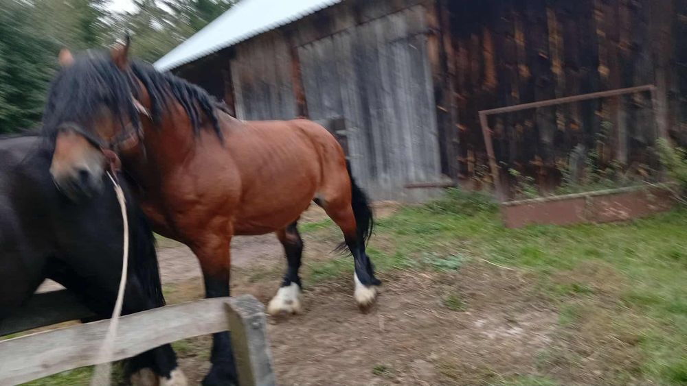 Ogier kryjący GALIUS