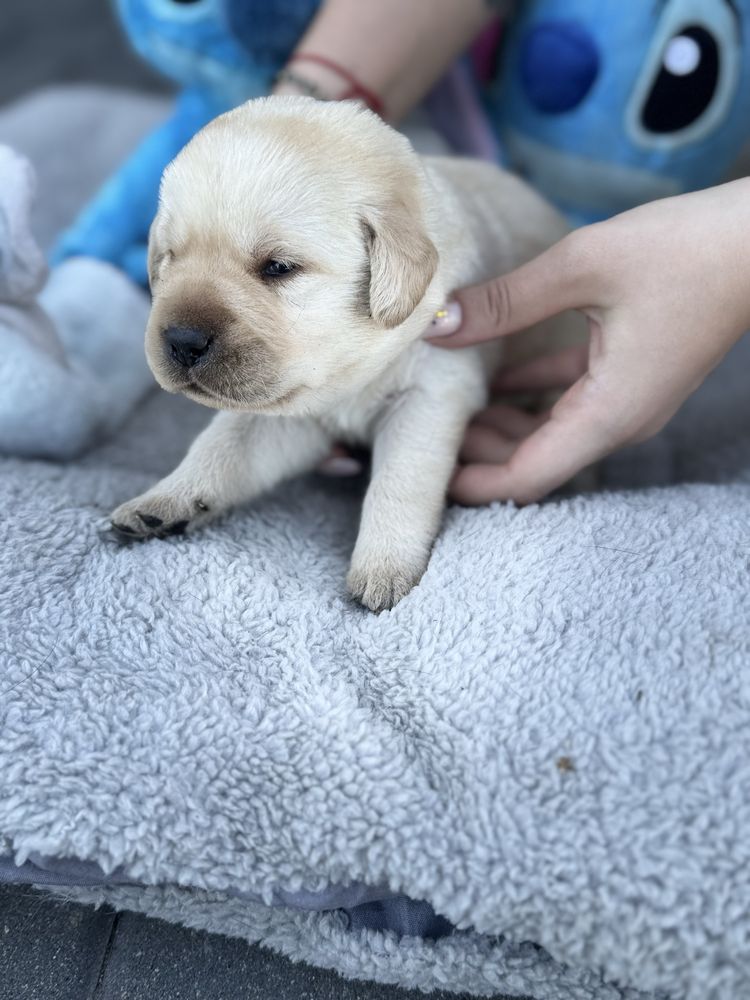 Labrador Retriver miot A -Amor