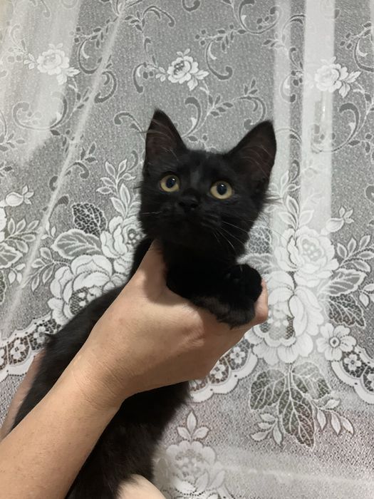 Чорний котик, дівчинка, віддам в добрі руки