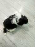 Shih - Tzu z Rodowodem