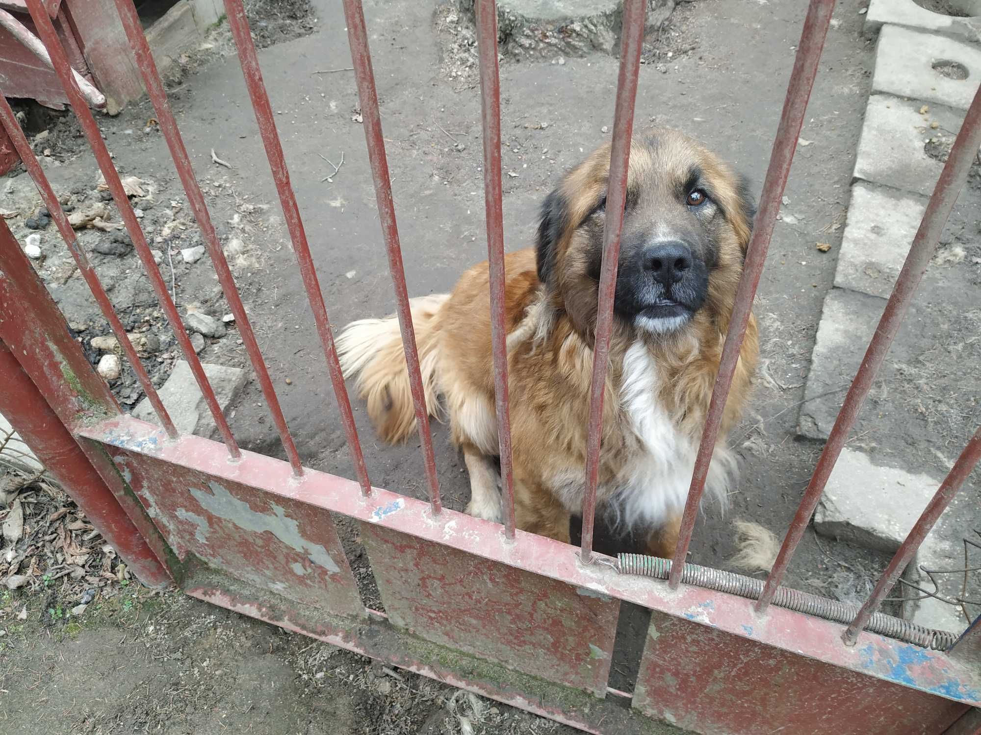 Pies za darmo 3 letni Leonberger