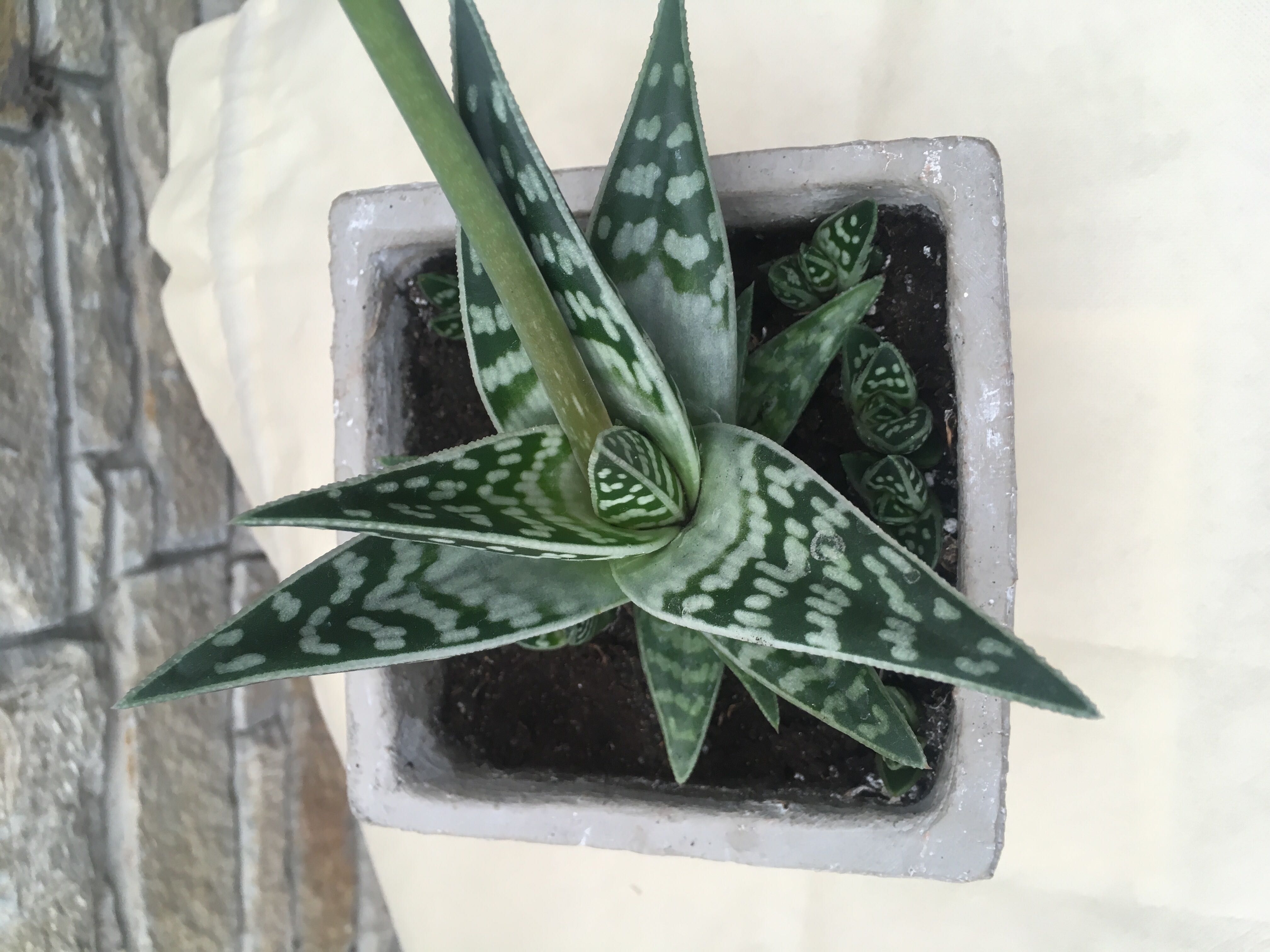 алоэ тигровым Aloe variegata вазон