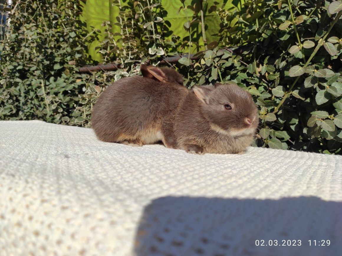 Кролики карликові, найменша порода