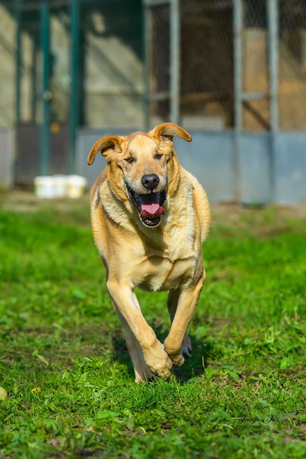 Pies ideał szuka domu - w typie labradora