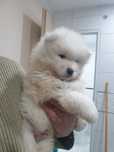 Samoyed / Samojed piesek