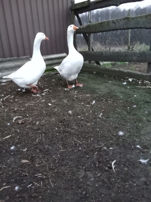 Пара гусей мамут