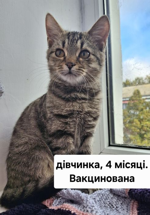 Безкоштовно кошенята у хороші руки!