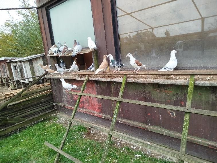 Sprzedam gołebie staropolskie cena od 50 do100 zł.