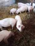 Prosięta, warchlaki rasy PBZ-duroc