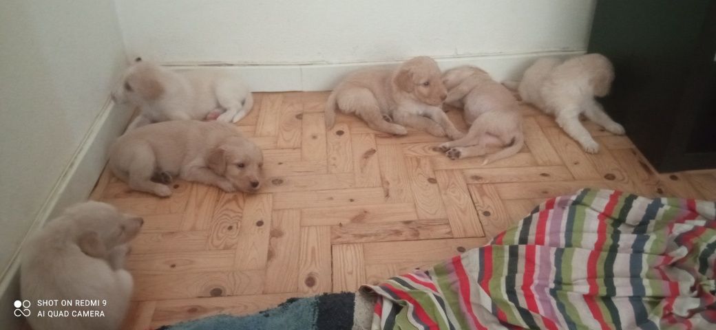 Cachorros bebés  para adopção responsável
