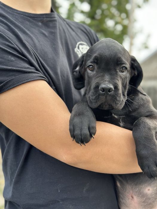Прдам щенков Кане Корсо