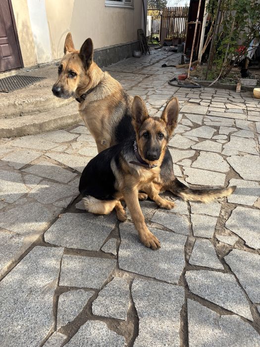 Цуценя німецької вівчарки