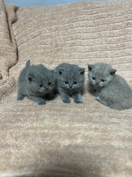 Koty brytyjskie krotkowlose