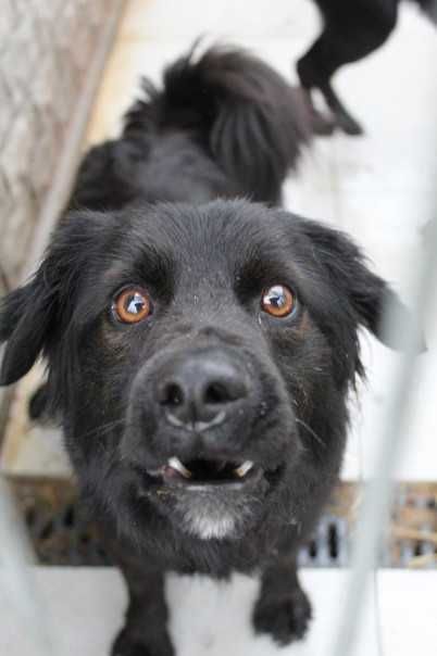 341018 Ninek do adopcji.