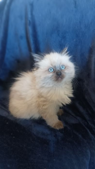 Невська маскарадна Кошенята