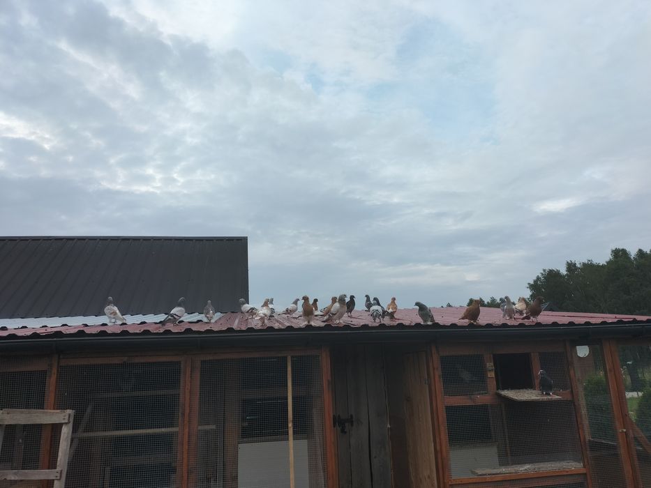 Gołębie ozdobne. Wywrotki/ fajfry