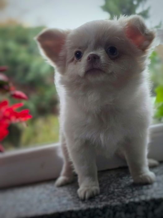 Chłopiec chihuahua długowłosy fci