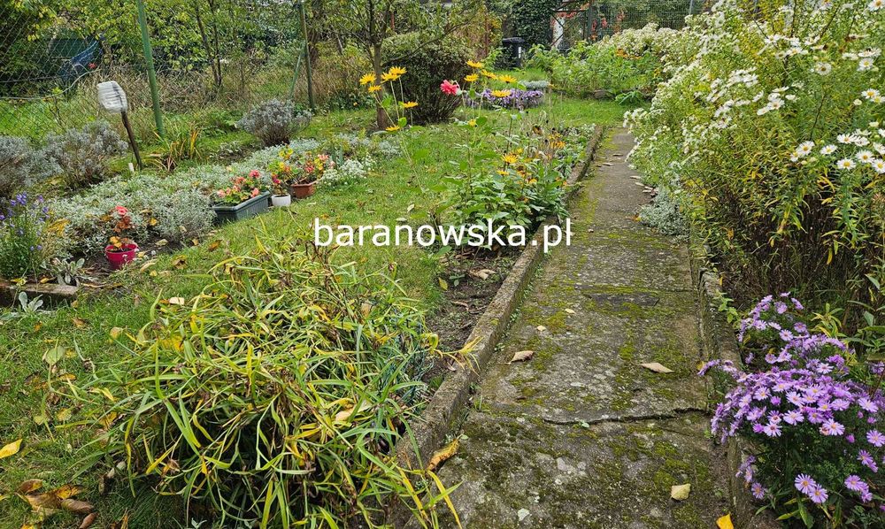baranowska.pl - Tylko u nas - Dom Pogodno, ogród - dobra cena