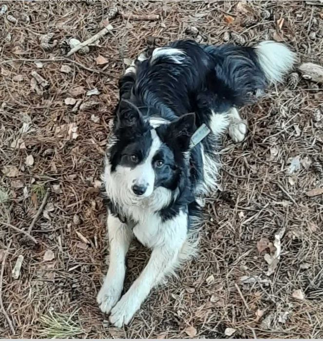 Zapowiedź miotu | border collie | grudzień 2025