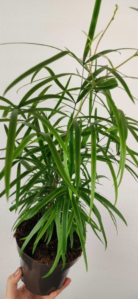 Szparag Sierpowaty Asparagus Falcatus 35 cm