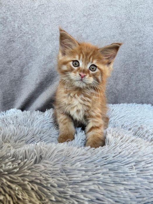 Śliczny kocurek Maine Coon