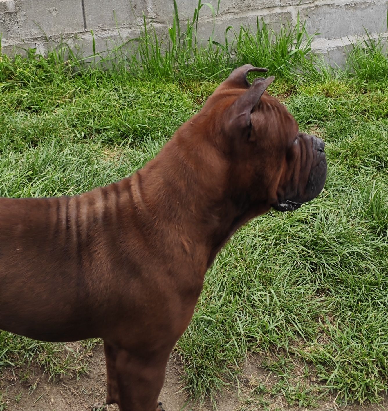 Chongqing Dog FCI