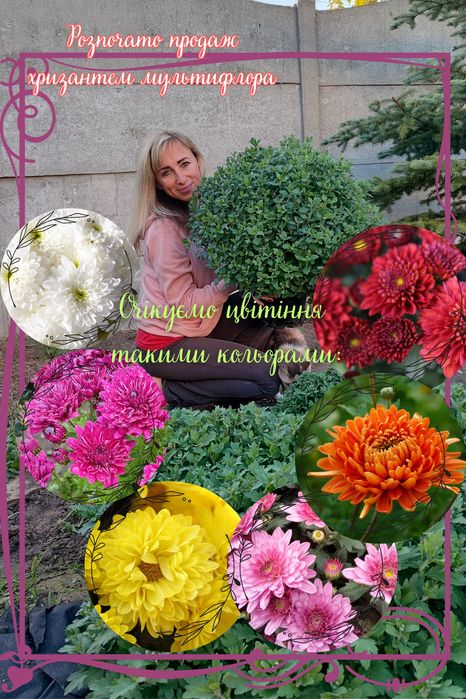 Хризантема мультифлора