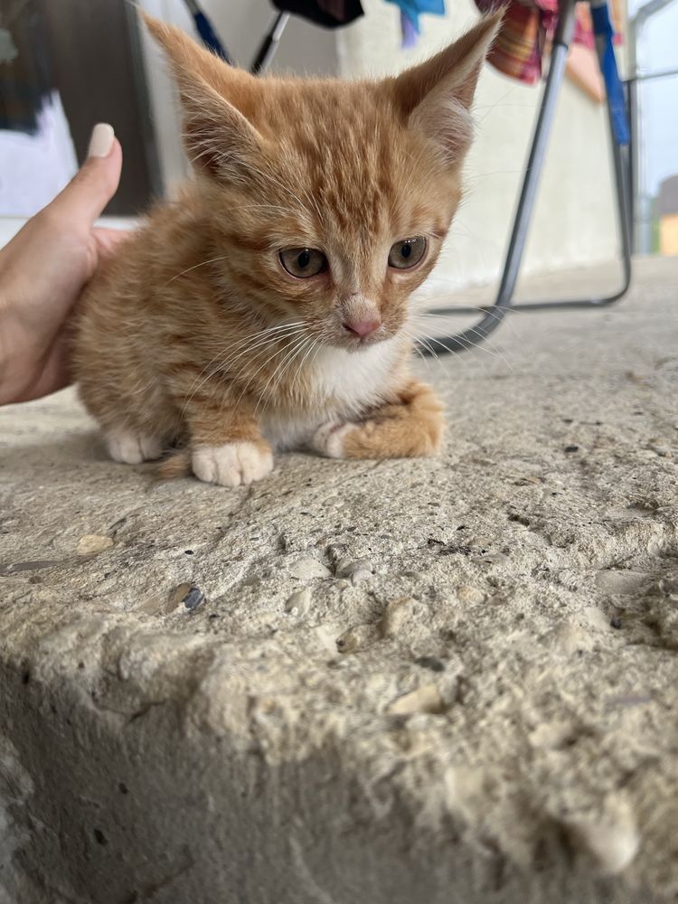 Безкоштовно! Рижий котик, котеня риже, рижик,