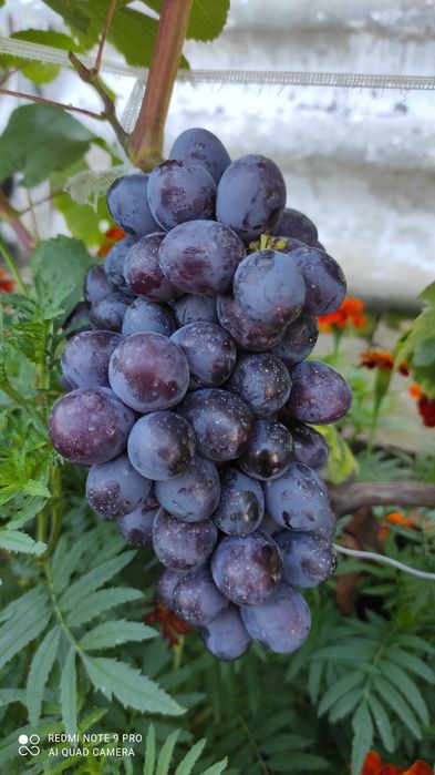 Черенки винограду