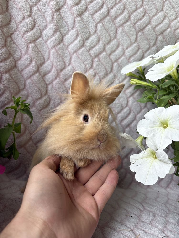 Karzełek Teddy , króliki miniturki , mini lop