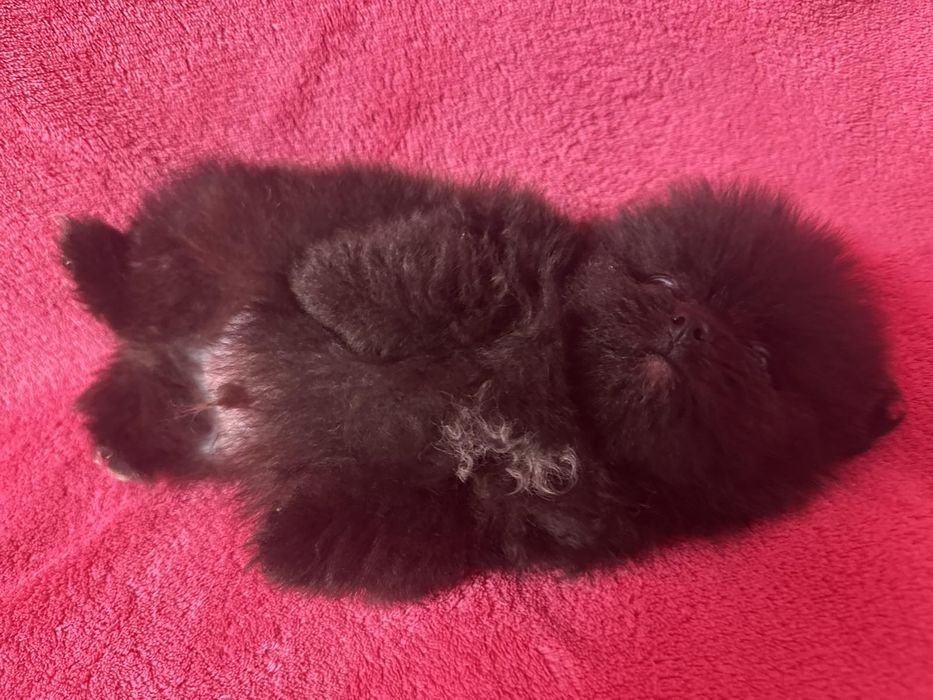 Померанчик хлопчик