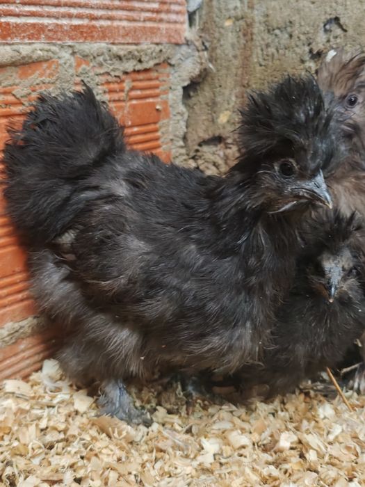 Pintinho Sedosa do Japão