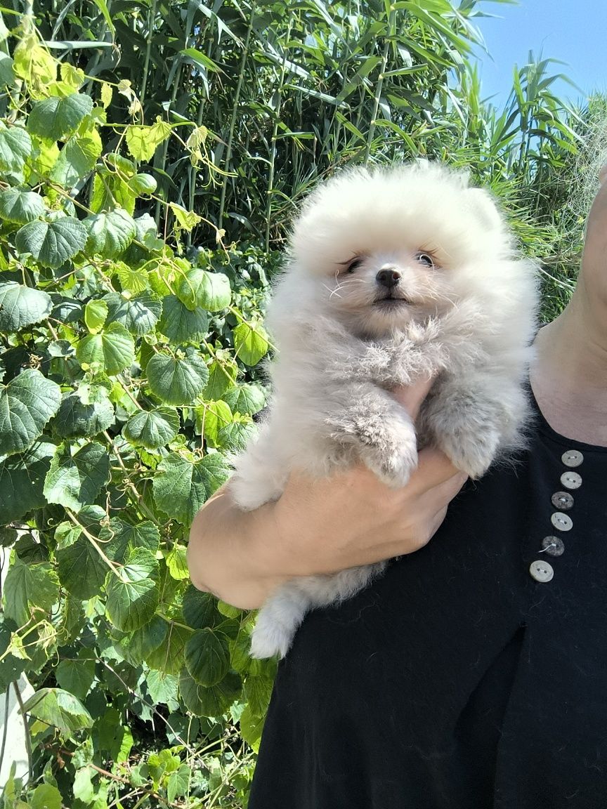 Spitz anão. Lulu da Pomerânia . Menino. Mini .Ursinho
