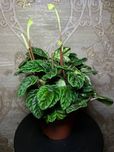 Пеперомія каперат ‘Green Ripple’