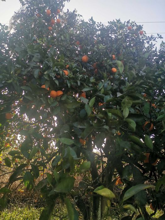 Laranja da BAÍA sem tratamentos