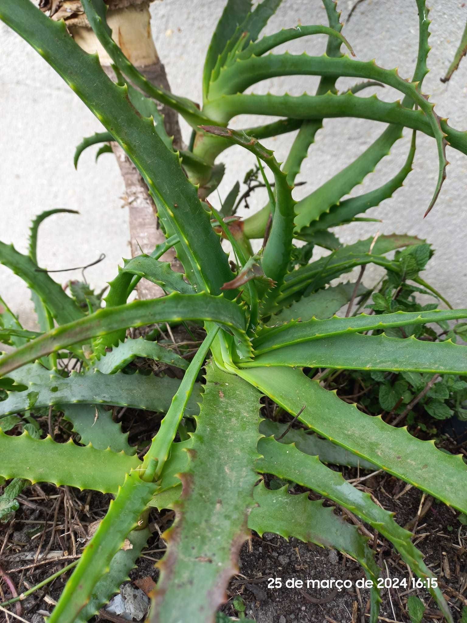 ALOE VERA - Planta grande em vaso