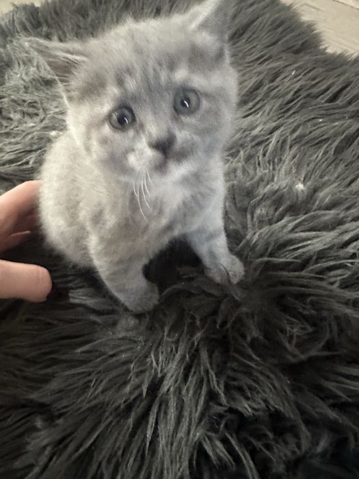 Кошенята шотландці