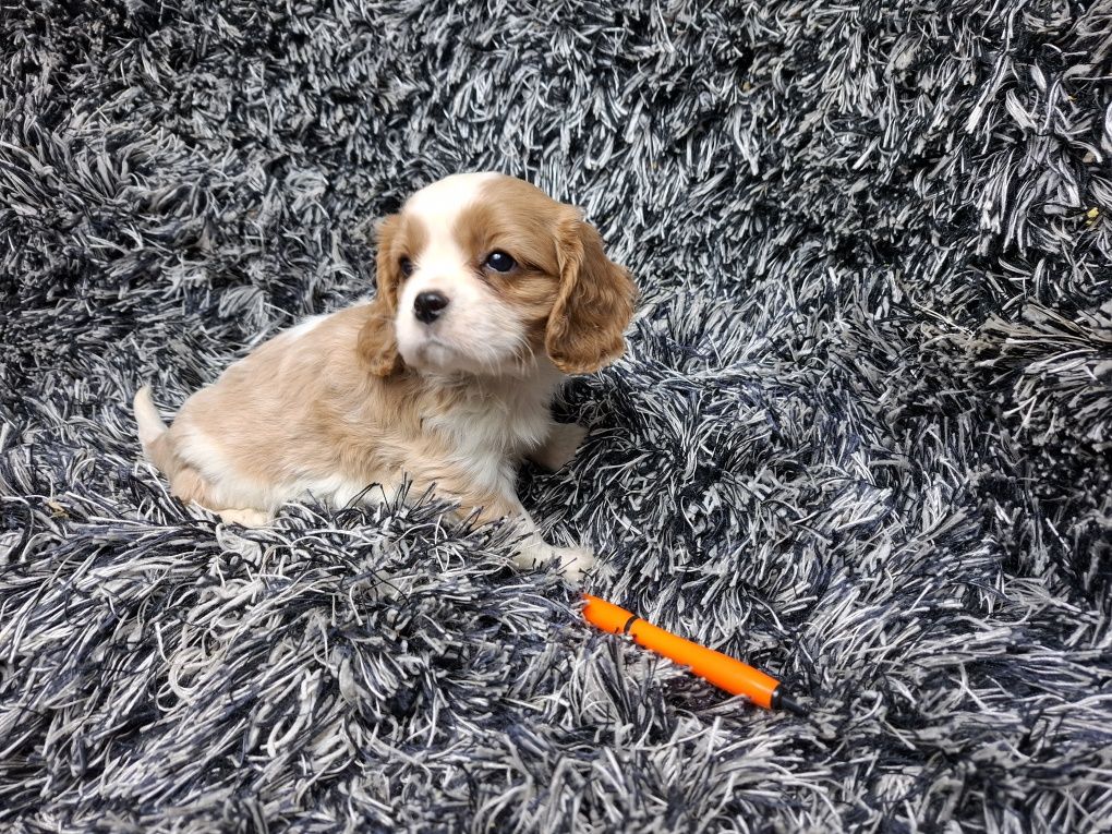 Cavalier king charles spaniel suczka