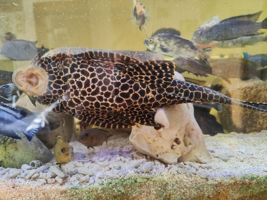 Plecotidos limpa fundos com 40 cm mto bonito castanho e preto
