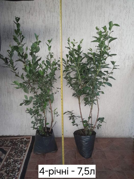 Продам саджанці лохини,журавлини,жимолості