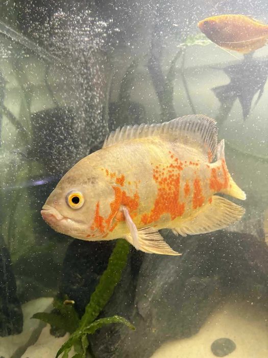 Ryby pielęgnice i Trzciniak