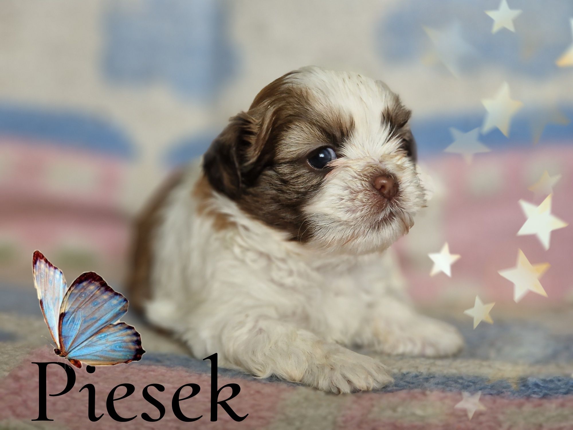 Shih tzu piesek krem liver z czekoladowym noskiem